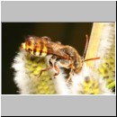 Nomada lathburiana - Wespenbiene m21b 9mm.jpg